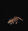 ET AUX RATS!