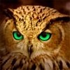 LE HIBOU VOUS GUETTE!